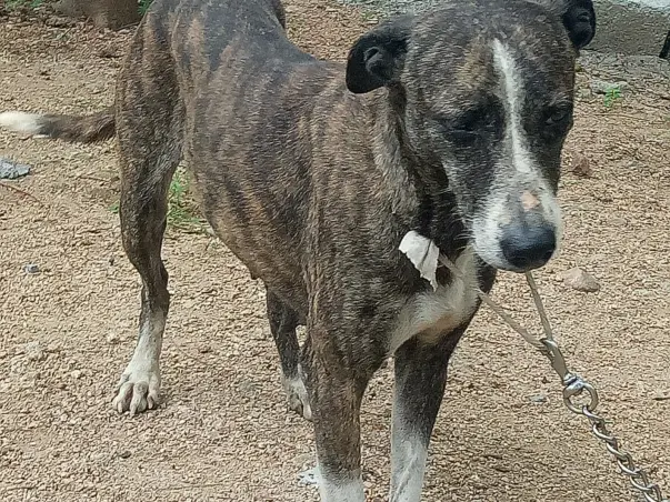 Help Mojo Beat Cancer