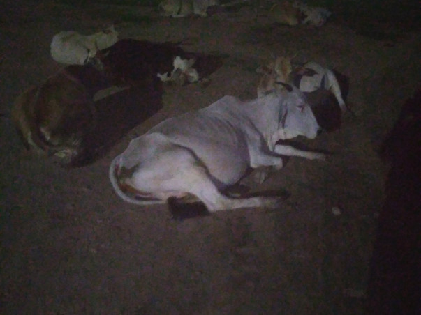 Oldage home and temple   cowsala and chirty school assram  purpose of