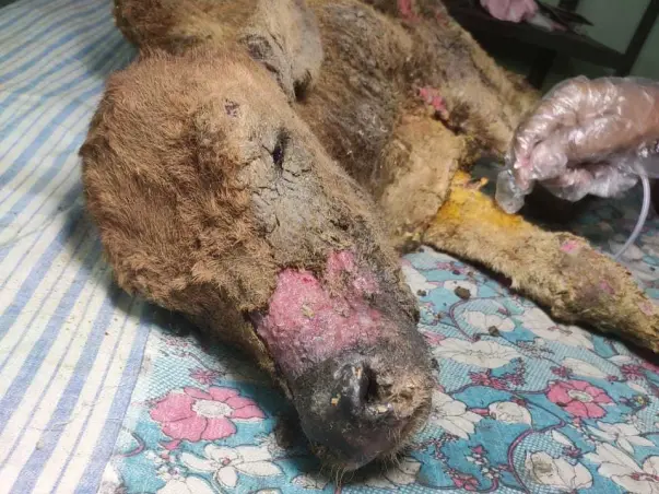 HELP ME TO SAVE A NEW BORN CALF "BHOLA"