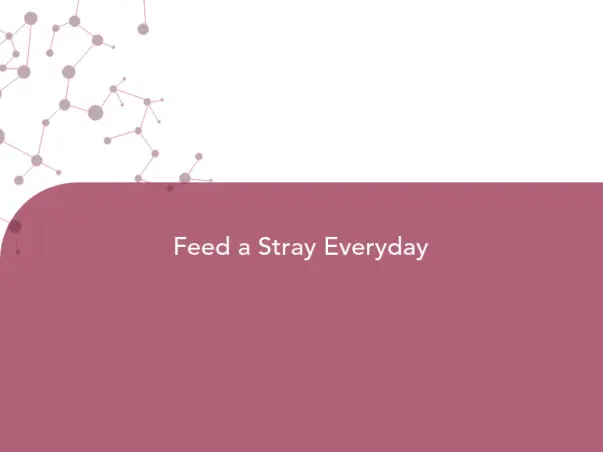Feed a Stray Everyday