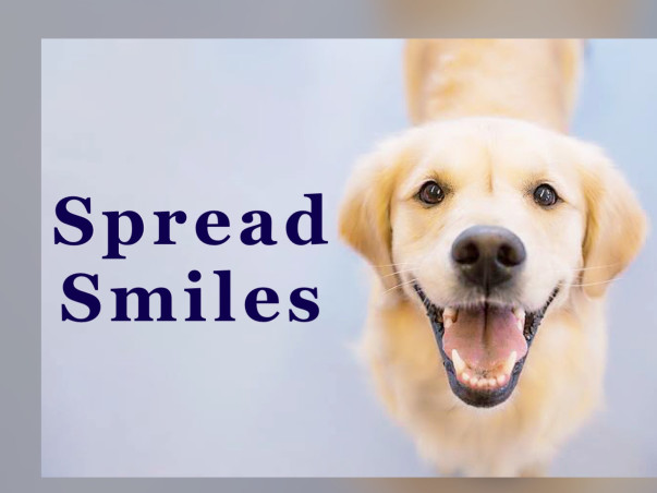FEED and STERILIZE - Two MAIN Focus(100+ Dogs of Ghukna, Ghaziabad)