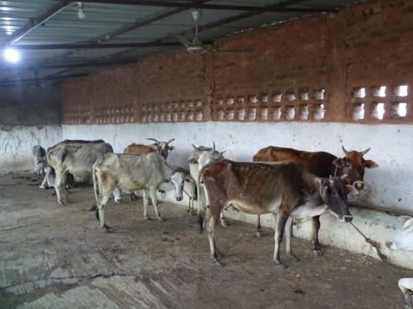 HELP THE NGO BUILD SHELTER FOR NEEDY COWS