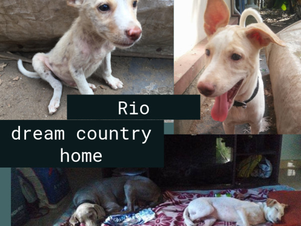 Help Cherai tails save, vaccinate and sterilize pups this Monsoon