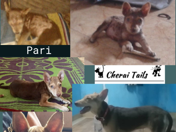 Help Cherai tails save, vaccinate and sterilize pups this Monsoon