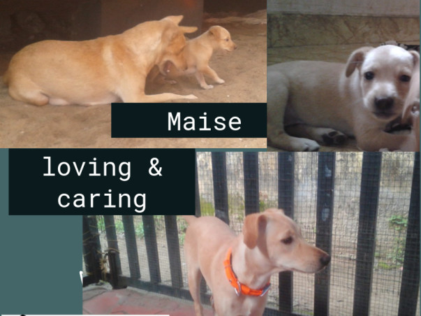 Help Cherai tails save, vaccinate and sterilize pups this Monsoon