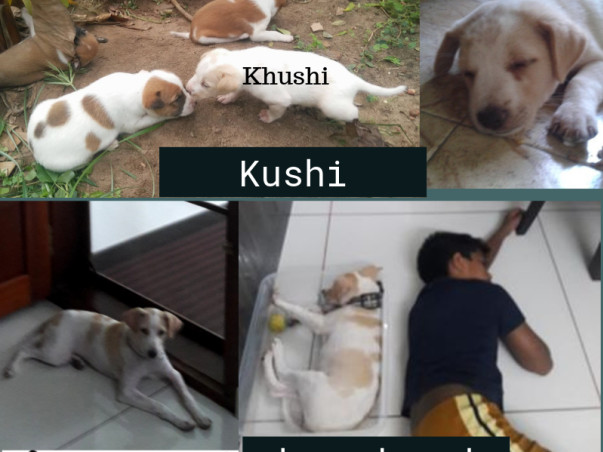 Help Cherai tails save, vaccinate and sterilize pups this Monsoon