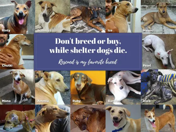 Help Us To Pay Our Vet Bills