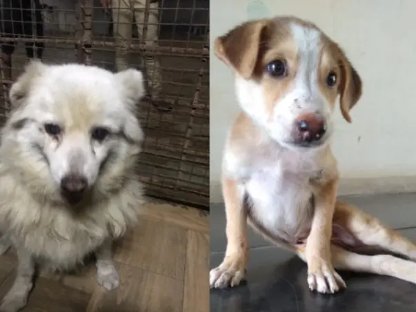 Help Shantanu And Lakshmi