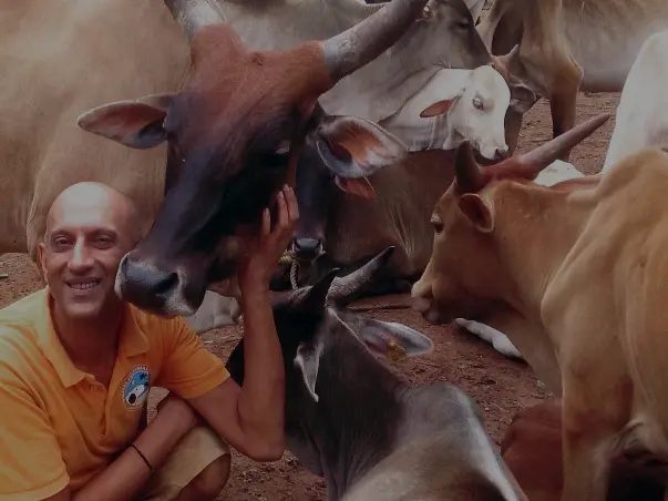 Help Atul Rescue and Treat Injured Cows
