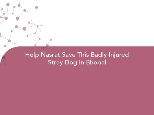 Help Nasrat Save This Badly Injured Stray Dog in Bhopal