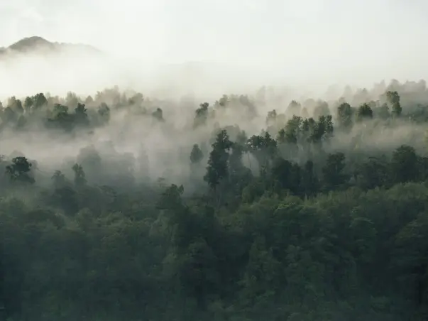 Not Just a Tree, Grow Forests in India to Fight Climate Change.