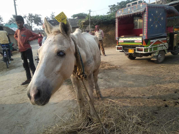 Help 'Spirit' retire in Dehradun