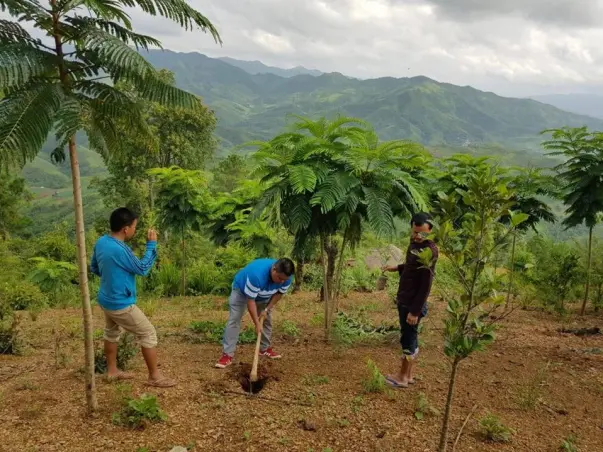 Massive Plantation Drive in Kanga Ching, Tellou, Manipur