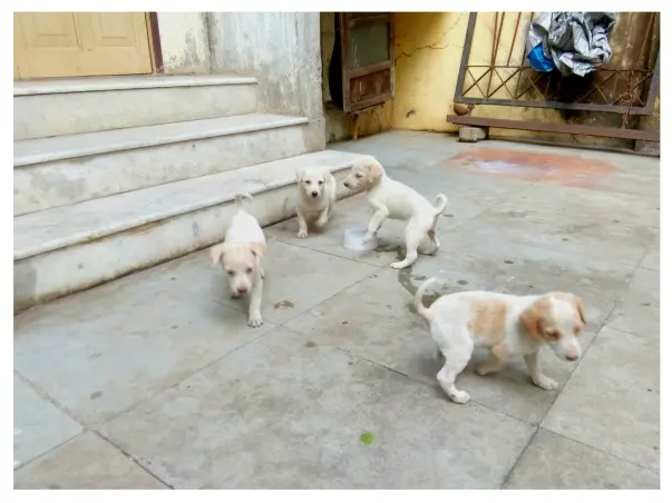 Need A Help To Take Care Of Stray Dog's Puppies