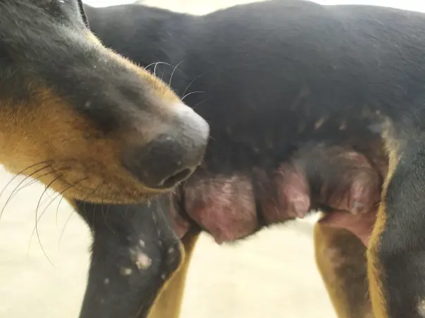 Home for homeless dogs HELP SAVE HUMANITY