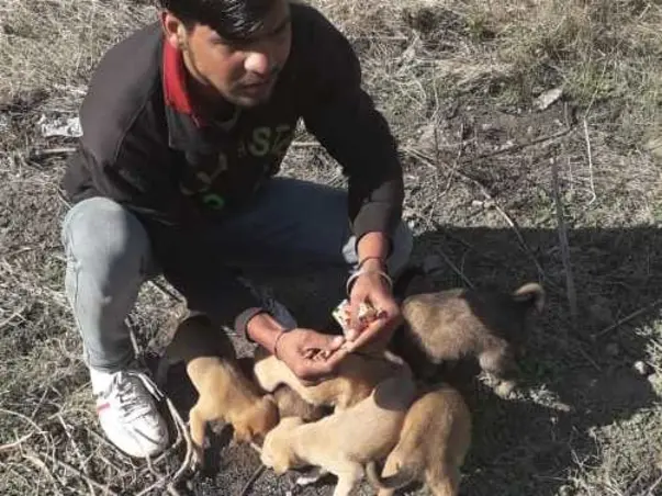 HELP Dog and PUPPIES FOR BETTER LIFE.