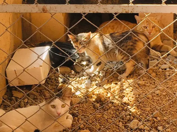 Help Me Spay/neuter My Community Cats!!