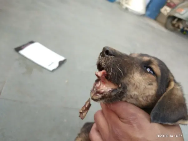 Help this puppy to get well soon