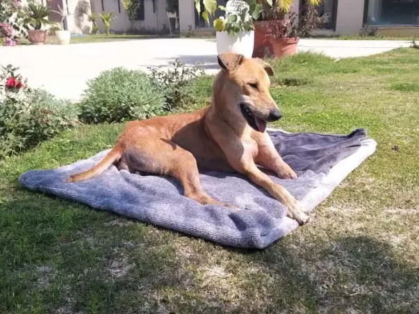 Help Rompy our tripod puppy, go home. Help him have a happy life