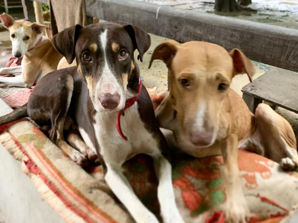 Please Help Me Transport 5 Desi Dogs To My Home In Russia