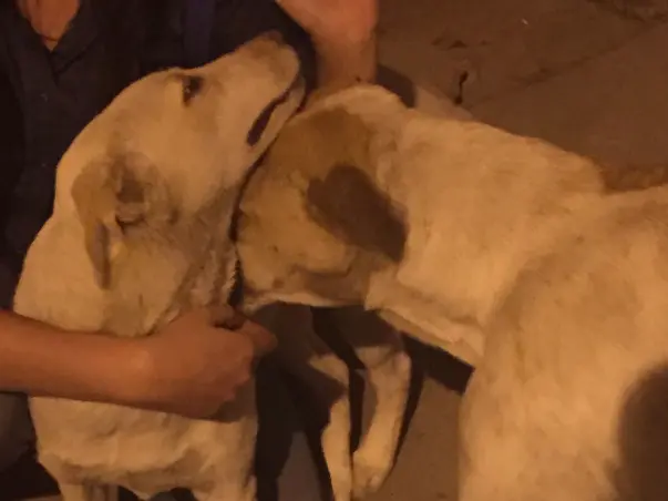 Help The Stray Dogs