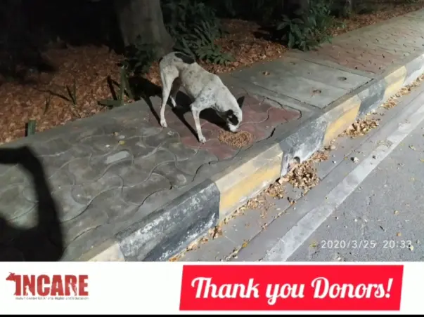 Help Feed Starving Dogs In Chennai During COVID19 Lockdown