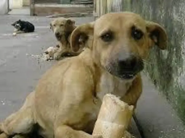 #LOCK DOWN-STRAY DOG'S NEED YOUR HELP