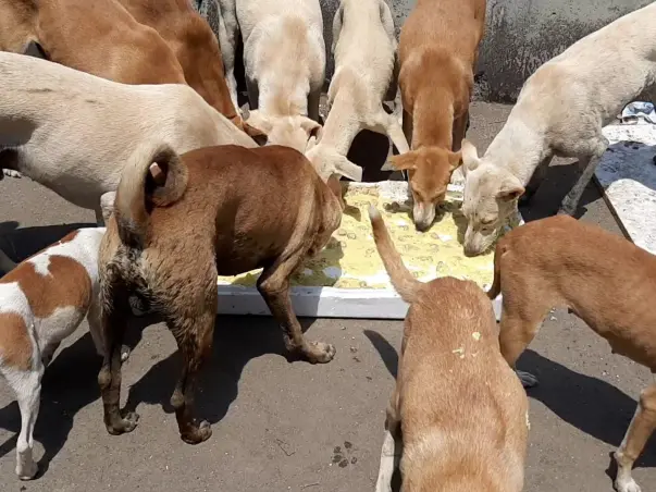 Help us to take care of stray dogs during lock down.