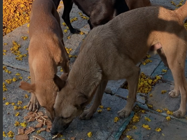 A MAN'S BEST FRIEND BY SACHIN AJAY AND VIJETH