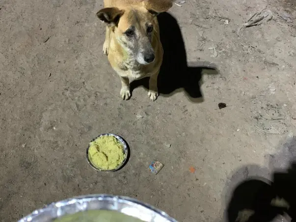 Help Voiceless At Sewa Nagar
