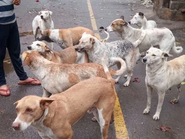 Helpfeedstrayanimals amidst Covid19 Lockdown