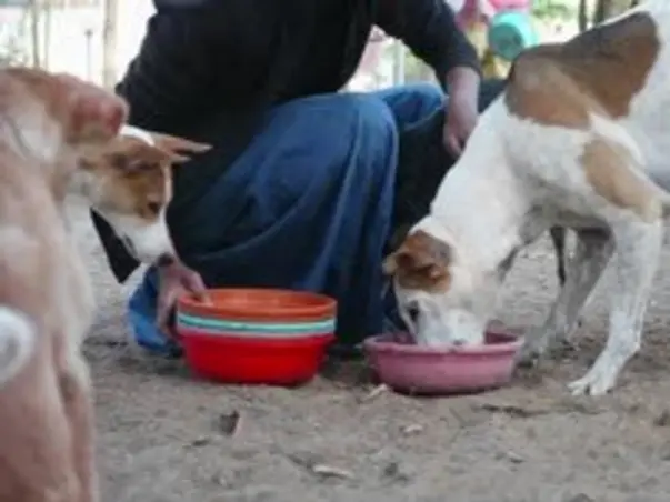 Feeding Stray Animals During Corona Outbreak
