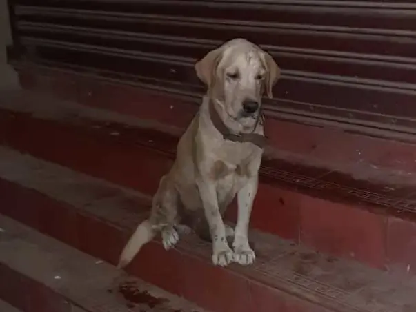 Help Marley