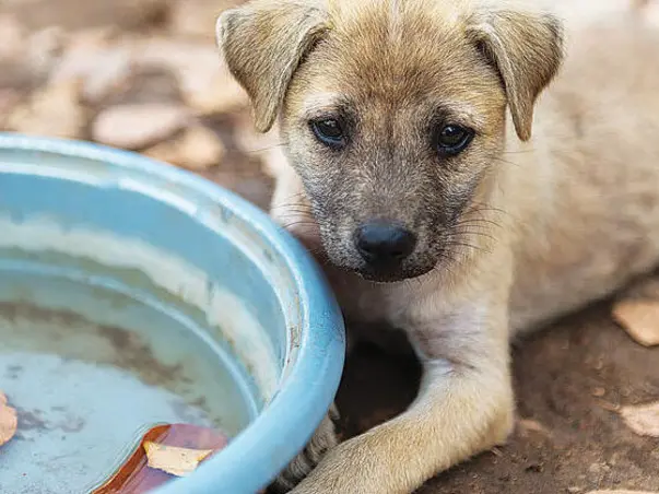 Stray Animals Relief Fund