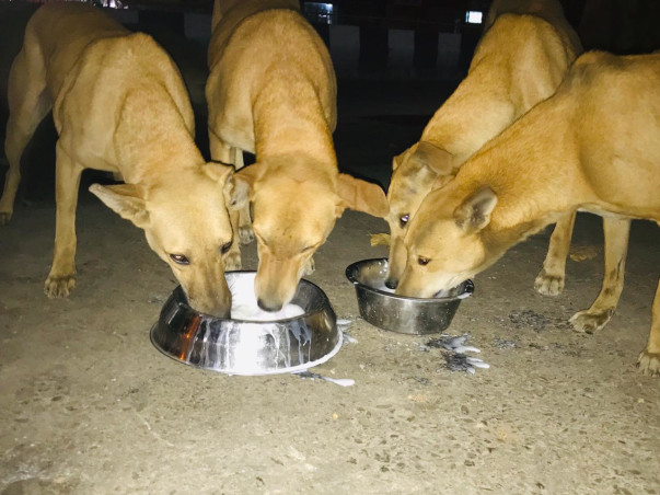 Help Vishwas foundation in their feeding the strays campaign!!