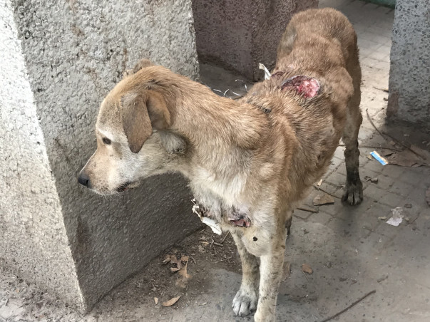 Help Vishwas foundation in their feeding the strays campaign!!