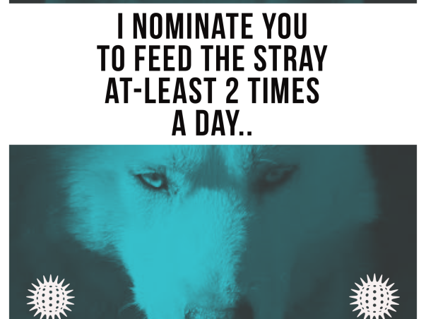Help me feeding the strays