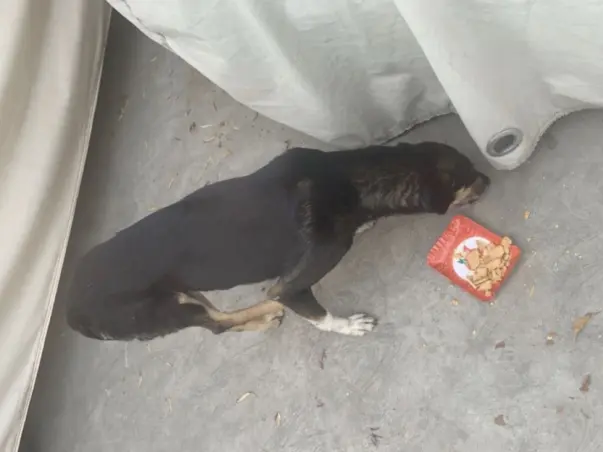 Meal For Dogs and cows