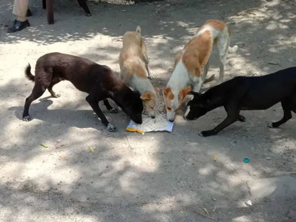 Help the street babies get food