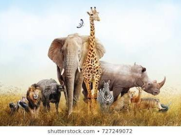 Let’s save animals