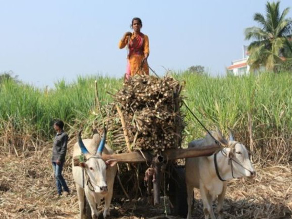 COVID19 Relief For Abandoned Sugarcane Plantation Workers