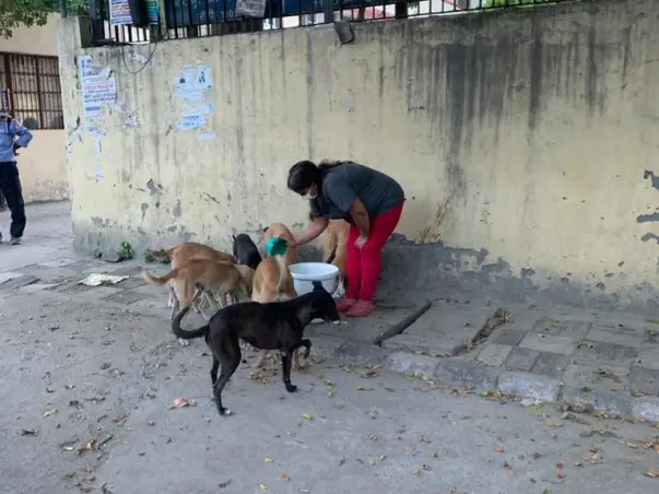 Help us to feed delhi strays