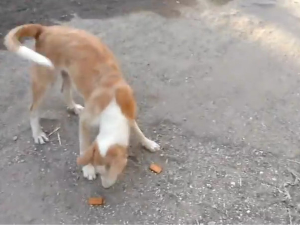 Help Us Feed Strays During Lock Down