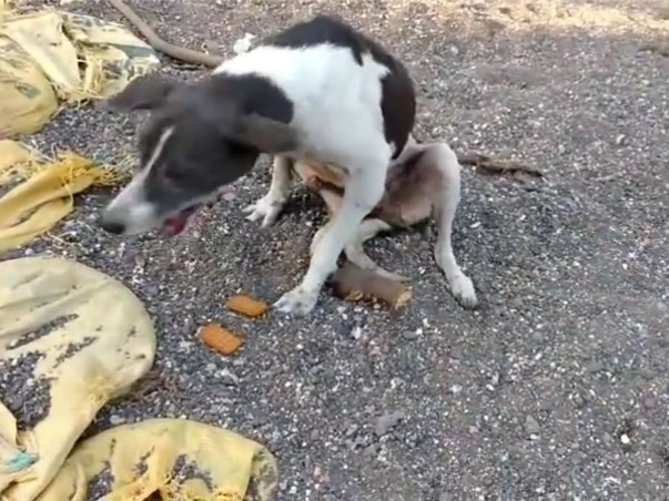 Help Us Feed Strays During Lock Down