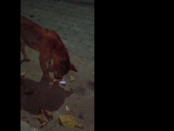 Help Us Feed Strays During Lock Down