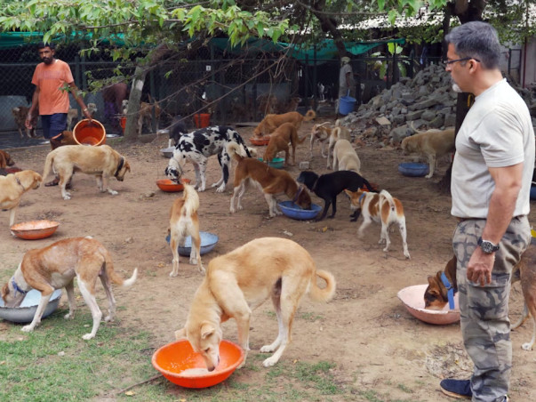 Help Rakesh to provide water for his 850+ dogs to survive this summer