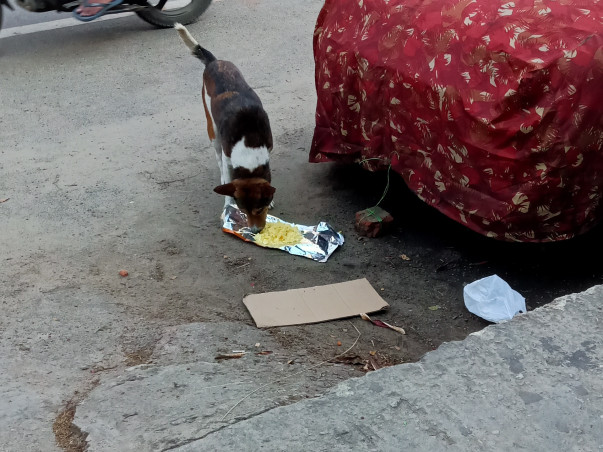 Help Us Feed Strays During Lock Down