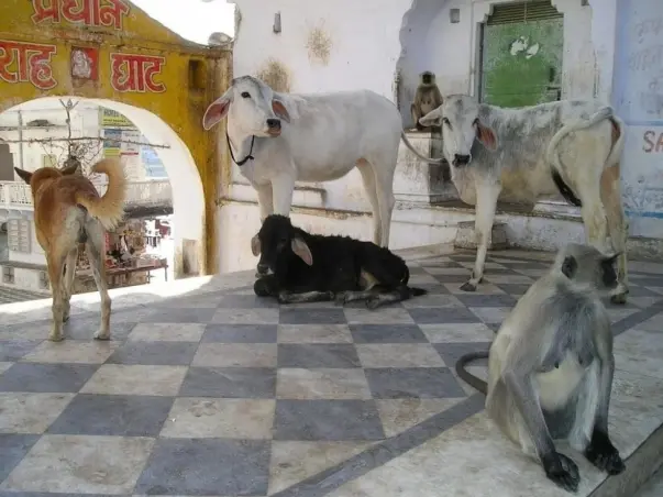 Helping Stray Animals