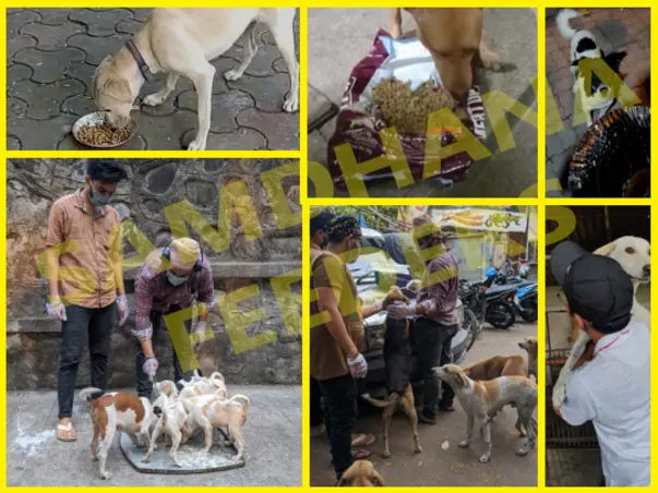 Help Us Take Care Of The Stray Animals In Time Of Lockdown