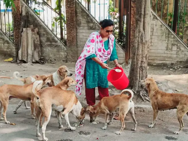 Help Me Feed 200 Speechless Dog's In Chandannagore